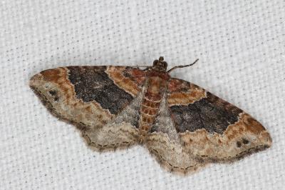 <i>Xanthorhoe ferrugata</i>