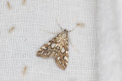 <i>Elophila nymphaeata</i>