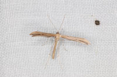 <i>Emmelina monodactyla</i>