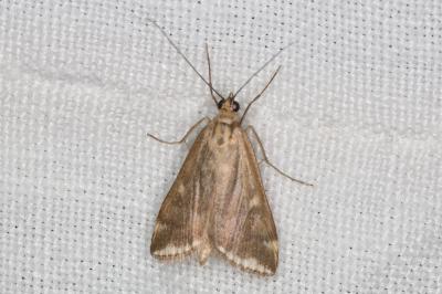 <i>Loxostege sticticalis</i>