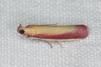 <i>Oncocera semirubella</i>