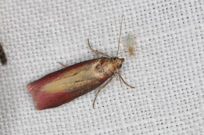 <i>Oncocera semirubella</i>