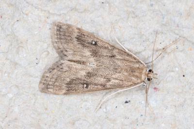 <i>Parapoynx stratiotata</i>