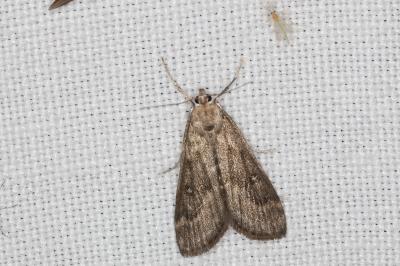 <i>Parapoynx stratiotata</i>