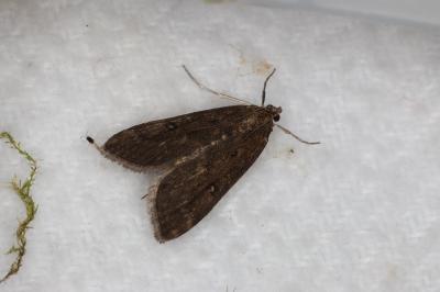 <i>Parapoynx stratiotata</i>