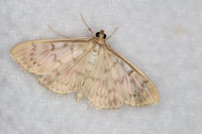<i>Patania ruralis</i>