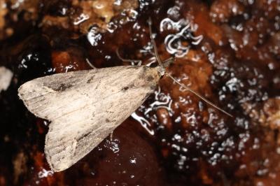 <i>Schrankia costaestrigalis</i>
