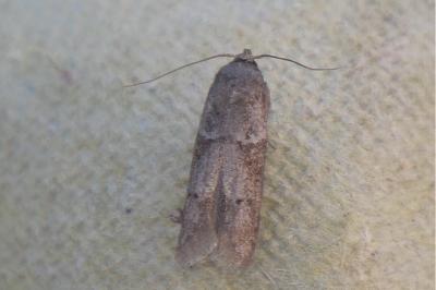 <i>Blastobasis glandulella</i>