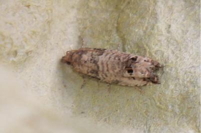 <i>Notocelia incarnatana</i>