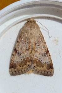 <i>Heliothis nubigera</i>
