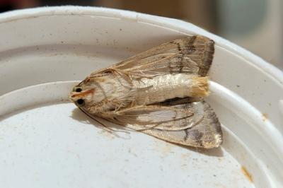 <i>Heliothis nubigera</i>