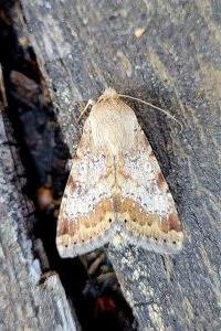 <i>Heliothis nubigera</i>