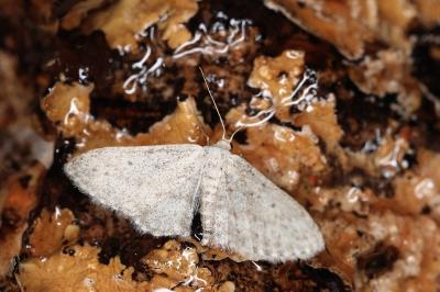<i>Idaea seriata</i>
