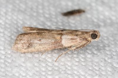 <i>Acrobasis consociella</i>