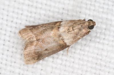 <i>Acrobasis consociella</i>