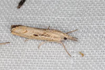 <i>Agriphila inquinatella</i>