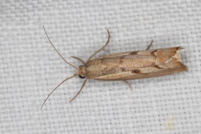 <i>Agriphila inquinatella</i>