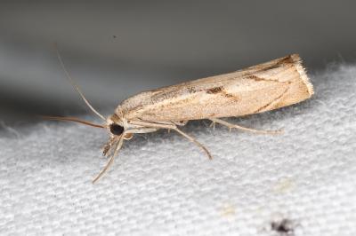 <i>Agriphila inquinatella</i>