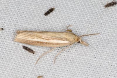 <i>Agriphila tristella</i>