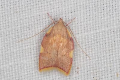 <i>Carcina quercana</i>