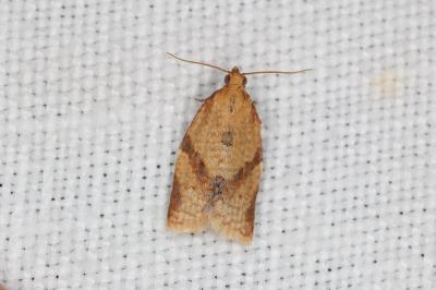 <i>Clepsis consimilana</i>