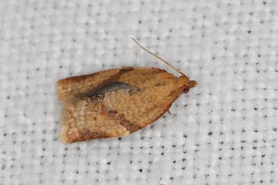 <i>Clepsis consimilana</i>