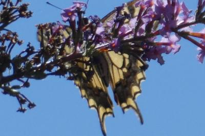 <i>Papilio machaon</i>