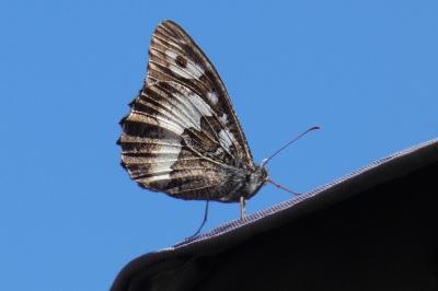 <i>Brintesia circe</i>