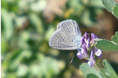 <i>Polyommatus icarus</i>