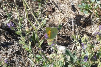 <i>Colias crocea</i>