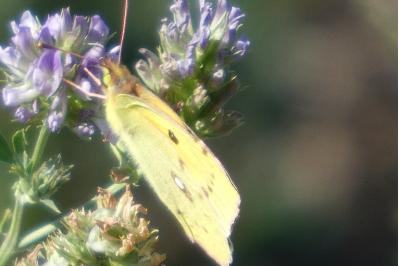 <i>Colias crocea</i>