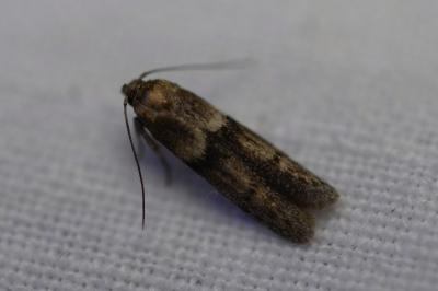 <i>Blastobasis phycidella</i>