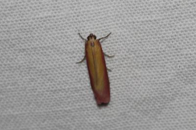 <i>Oncocera semirubella</i>