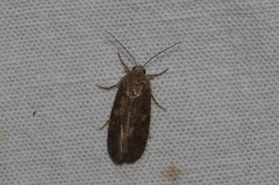 <i>Proxenus hospes</i>