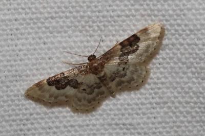 <i>Idaea rusticata</i>