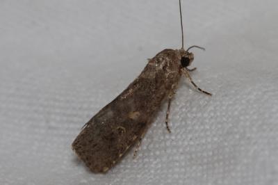 <i>Spodoptera exigua</i>