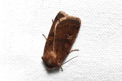 <i>Xestia xanthographa</i>