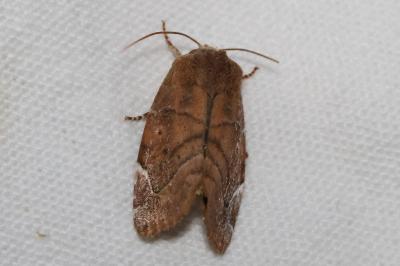 <i>Cosmia affinis</i>