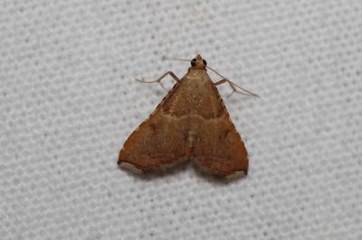 <i>Endotricha flammealis</i>
