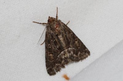 <i>Thalpophila matura</i>