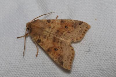 <i>Cirrhia ocellaris</i>