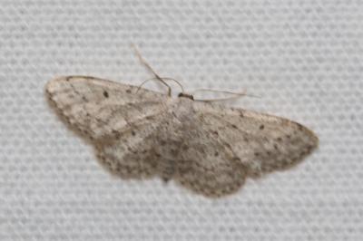<i>Idaea seriata</i>