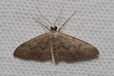 <i>Idaea seriata</i>