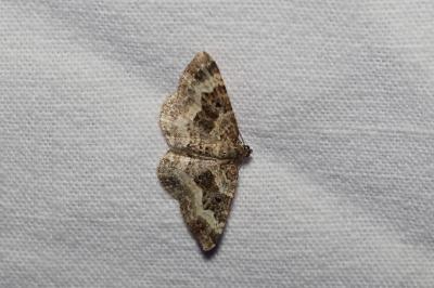 <i>Epirrhoe alternata</i>