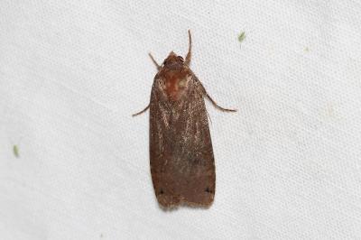 <i>Noctua pronuba</i>