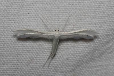 <i>Pterophorus pentadactylus</i>