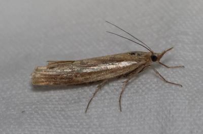 <i>Agriphila tristella</i>