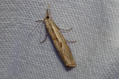 <i>Agriphila inquinatella</i>