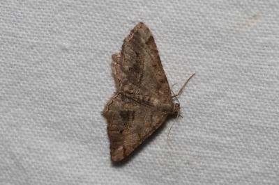 <i>Chiasmia aestimaria</i>
