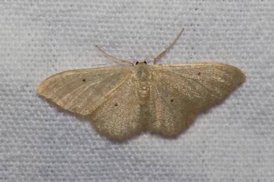 <i>Idaea straminata</i>
